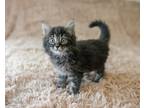 Adopt Ember a Gray, Blue or Silver Tabby Domestic Longhair (long coat) cat in