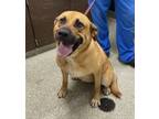Adopt Dolly a Black Mouth Cur, Shepherd