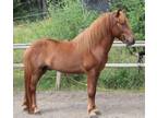 Midas Gorgeous Courageous Icelandic Gelding with Endless Willingness