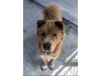 Breed Chow X DOB 62020 Gender Male Altered Yes Coat Long Size Large Colors Red With White On Feetchest Description Needs A Foster Home This Dog Is In 