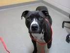 Adopt NYX a Pit Bull Terrier