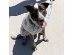 Adopt Doc a Pointer, Cattle Dog