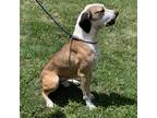 Adopt Sturgil a English Coonhound, Coonhound