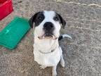 Adopt MAKA a Great Pyrenees, Pit Bull Terrier