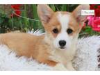 Hello There I Am Josie The Pembroke Welsh Corgi And Im Patiently Waiting For The Perfect Family To Call My Own Im Tiny Loving And Super Playful Ill Be