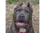 Adopt Wagyu a American Staffordshire Terrier, Mixed Breed
