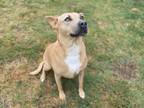Adopt MEISHA a Pit Bull Terrier, Mixed Breed