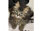 Adopt Freer A Maine Coon, Domestic Long Hair
