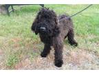 Adopt Wiggles a Labradoodle