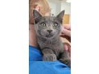Adopt Sniff A Russian Blue