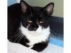 Adopt JANELLE a Domestic Short Hair