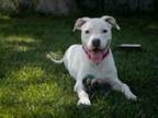 Adopt KELLY a Pit Bull Terrier