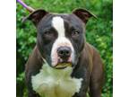 Adopt Eragon a Pit Bull Terrier, Mixed Breed