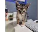 Adopt Tabby/Calico Female Kitten A Domestic Short Hair