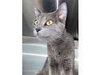 Adopt Charcoal A Russian Blue