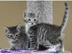 Adopt The Bee Gee's Robin & Meowrice a Domestic Short Hair, Tabby