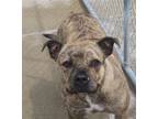 Adopt 167373 Looking for Owner a Pit Bull Terrier