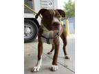 Adopt Darnella a Pit Bull Terrier, Mixed Breed