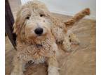 Goldendoodle PUPPY FOR SALE ADN-418148 - Mossy