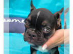 French Bulldog PUPPY FOR SALE ADN-418367 - Adorable Frenchie from Europe