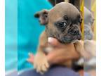 French Bulldog PUPPY FOR SALE ADN-418373 - Puppy for your heart