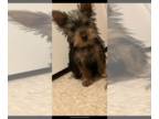 Yorkshire Terrier PUPPY FOR SALE ADN-418078 - Cute Yorkies