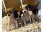 Chihuahua PUPPY FOR SALE ADN-417329 - Beautiful Teacup Chihuahuas