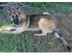Jack Is A 2 Year Old 75 Pound German Shepherd Mix Hes A Beautiful Shepherd And Very Friendly Jack Is A Little Shy When First Meeting New People So Be 
