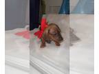 Dachshund Puppy For Sale In VICTORVILLE California 92392 US
Nickname Lil Girl 
I Have 4 Beautiful Puppies For Sale 1 Male 3 Females