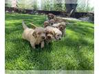 Golden Retriever PUPPY FOR SALE ADN-417598 - Golden Retriever Puppies