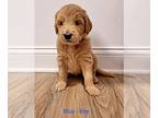 Goldendoodle PUPPY FOR SALE ADN-418045 - Goldendoodle puppies for sale