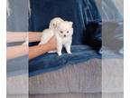 Pomeranian Puppy For Sale In APPLE VALLEY California 92307 US
Nickname Snowball 
Whiteboy Pom Toy Size