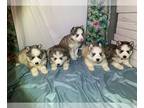 Siberian Husky PUPPY FOR SALE ADN-418238 - AKC registered puppies