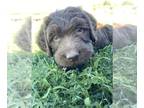 Labradoodle PUPPY FOR SALE ADN-418030 - Chocolate parti labradoodles available