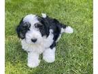 Aussiedoodle Miniature PUPPY FOR SALE ADN-418034 - Our Royal Prince and Princess