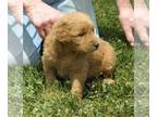 Goldendoodle PUPPY FOR SALE ADN-418283 - Jimmys Goldendoodles 4 Males