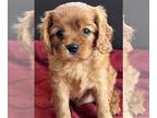 Cavalier King Charles Spaniel Puppy For Sale In NILES Michigan 49120 US
Nickname Gretta 
Gretta Is A Loving Kind Easy To Train Cavalier King Charles F