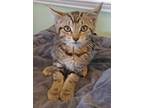 Adopt Twister A Tabby