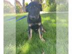 German Shepherd Dog-Mastiff Mix PUPPY FOR SALE ADN-418070 - German Shepherd