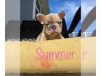 French Bulldog PUPPY FOR SALE ADN-418087 - Farmyard Frenchies Summer Litter