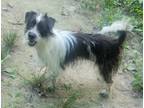 Adopt Isabella a Dachshund, Wirehaired Terrier