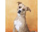 Adopt Sprout a Mixed Breed
