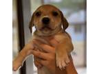 Adopt Mama May Pup 2 a Mixed Breed