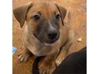 Adopt Mama May Pup 1 a Mixed Breed