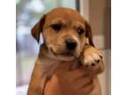 Adopt Mama May Pup 3 a Mixed Breed