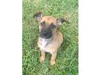 Adopt Roni A Black Mouth Cur