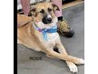 Adopt Rosie (Rhea) A German Shepherd Dog