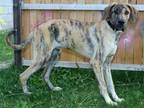 Adopt MIKLO a Great Dane, Mixed Breed