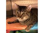 Adopt Willy A Domestic Short Hair