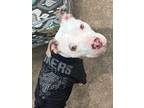 Adopt Tadpole a Pit Bull Terrier, Mixed Breed